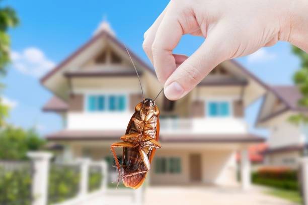 Affordable ways to keep bugs out of your house